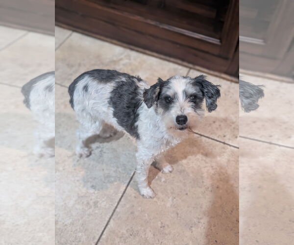 Medium Photo #2 Poodle (Miniature)-Unknown Mix Puppy For Sale in Oakhurst, NJ, USA