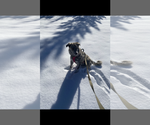 Small #4 Anatolian Shepherd