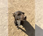 Small #1 Labrador Retriever Mix