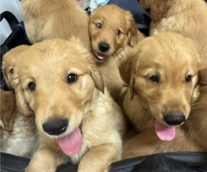 Medium Golden Retriever