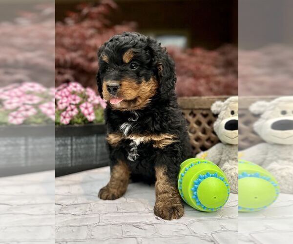 Medium Photo #3 Miniature Bernedoodle Puppy For Sale in DUNDEE, OH, USA