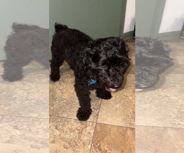 Medium Photo #3 Maltipoo (Miniature) Puppy For Sale in Plainfield, IL, USA