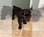 Small #2 Maltipoo (Miniature)