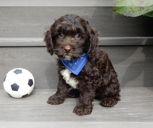 Cockapoo Puppy for sale in MILLERSBURG, OH, USA