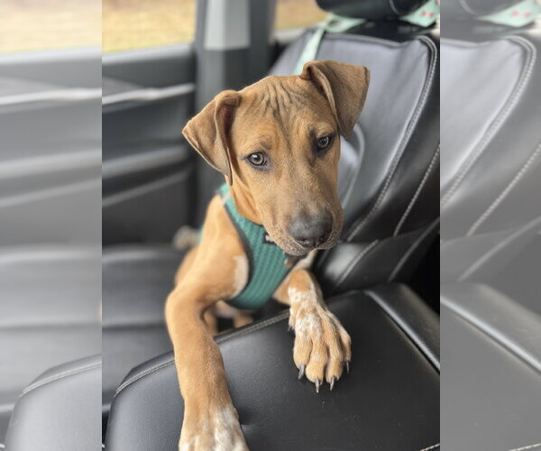 Medium Photo #3 Mutt Puppy For Sale in Holly Springs, NC, USA