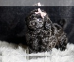 Small Photo #5 YorkiePoo Puppy For Sale in WARSAW, IN, USA