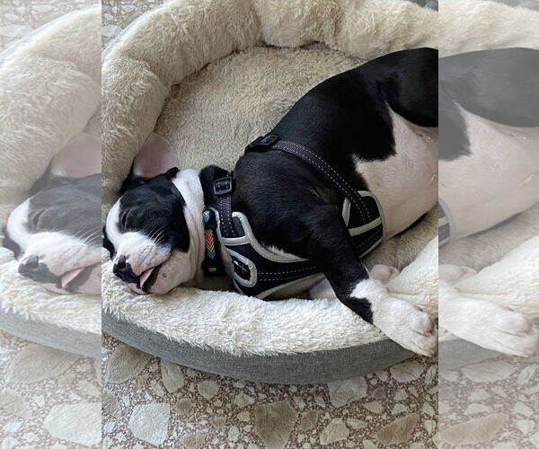 Medium Photo #3 American Bulldog Puppy For Sale in Doylestown, PA, USA