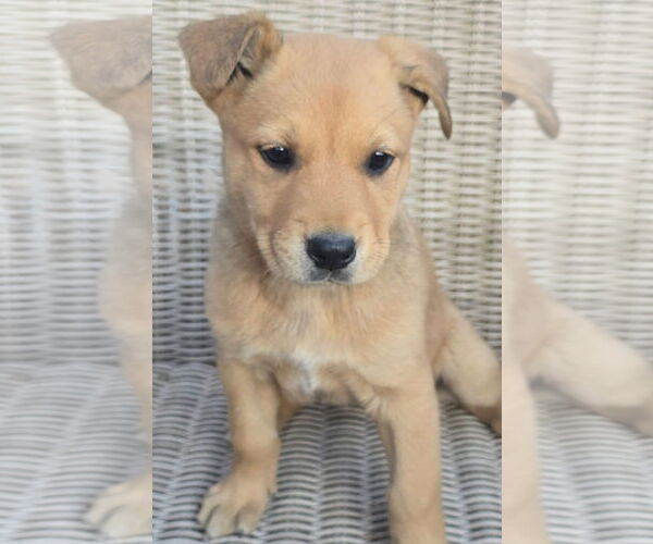 Medium Photo #1 German Shepherd Dog-Unknown Mix Puppy For Sale in Alexander, AR, USA