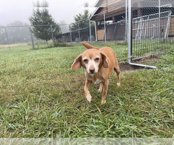 Medium Photo #2 Cheagle Puppy For Sale in Bolivar, MO, USA