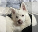 Small Photo #2 Unknown-pomeranian spitz Mix Puppy For Sale in Agoura Hills, CA, USA