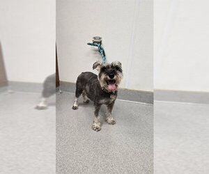 - Mix Dogs for adoption in Rancho Cucamonga, CA, USA