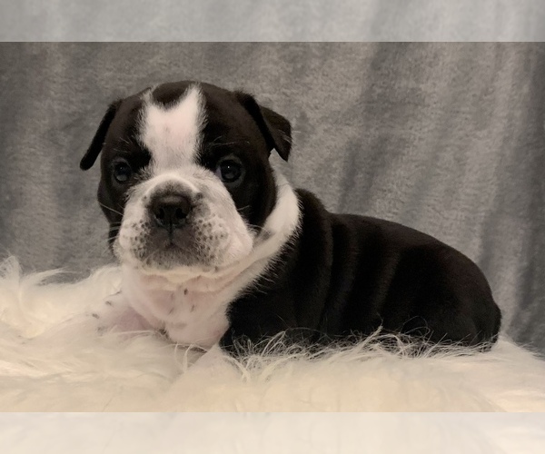 Medium Photo #6 Bulldog Puppy For Sale in JACKSONVILLE, FL, USA