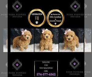 Maltipoo Puppy for sale in WARSAW, IN, USA