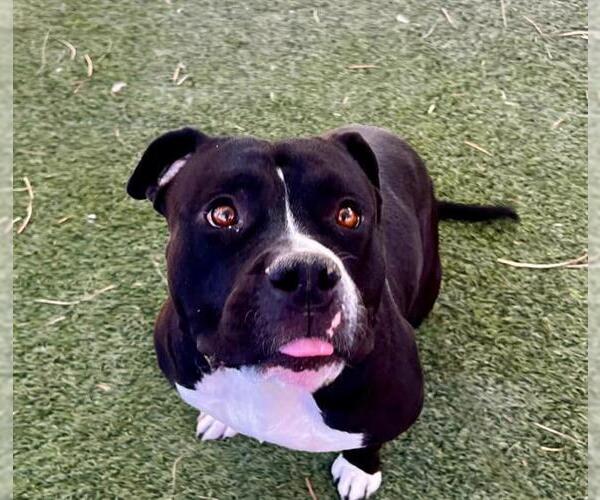 Medium Photo #1 American Pit Bull Terrier-Unknown Mix Puppy For Sale in Las Vegas, NV, USA