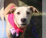 Small Labrador Retriever Mix
