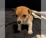Small #1 Cairn Terrier Mix