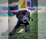 Small #2 Labrador Retriever Mix