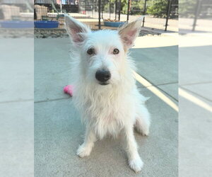 Border Collie-Cairn Terrier Mix Dogs for adoption in Sacramento, CA, USA