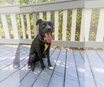 Small #5 Siberian Husky Mix