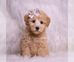 Small Photo #56 Goldendoodle (Miniature) Puppy For Sale in WARSAW, IN, USA