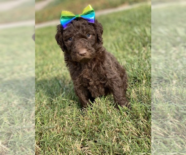 Medium Photo #2 Poodle (Standard) Puppy For Sale in HANFORD, CA, USA