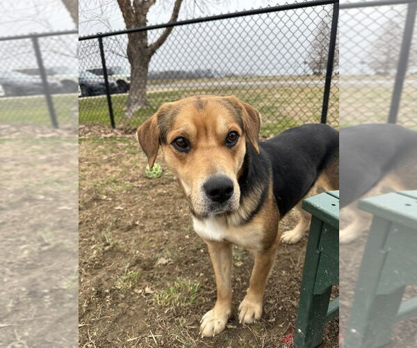 Medium Photo #4 Mutt Puppy For Sale in Evansville, IN, USA