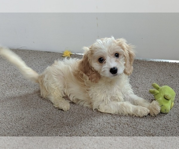Medium Photo #6 Cavachon Puppy For Sale in FREDERICKSBURG, OH, USA