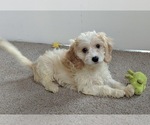 Small Photo #6 Cavachon Puppy For Sale in FREDERICKSBURG, OH, USA