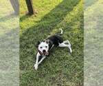 Small Photo #6 Mutt Puppy For Sale in Abbeville, LA, USA