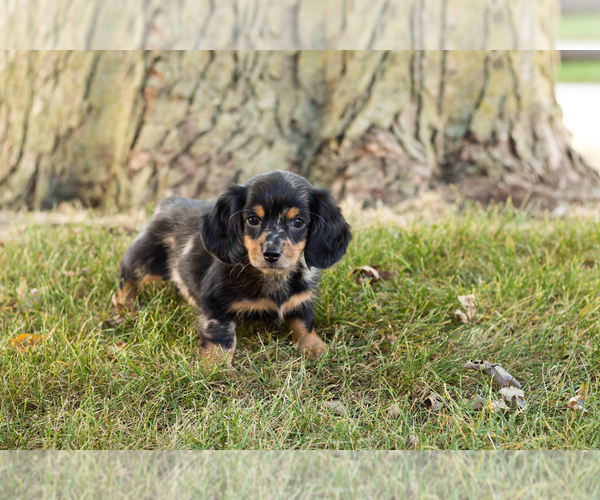Medium Photo #3 Dachshund Puppy For Sale in NAPPANEE, IN, USA