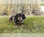 Small #1 Dachshund