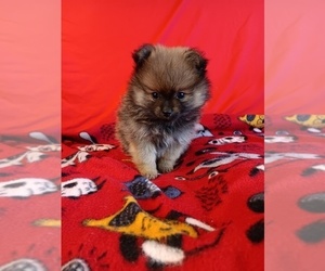 Pomeranian Puppy for sale in TUCSON, AZ, USA