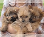 Image preview for Ad Listing. Nickname: Litter of 6