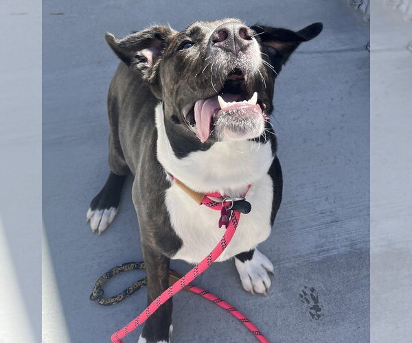 Medium Photo #3 American Pit Bull Terrier Puppy For Sale in Salinas, CA, USA