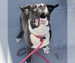 Small #2 American Pit Bull Terrier