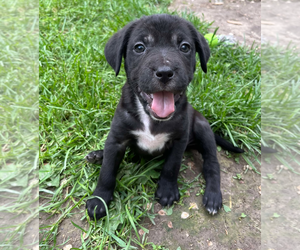 Labbe Dogs for adoption in Godfrey, IL, USA
