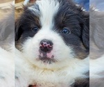 Puppy 1 Australian Shepherd-English Shepherd Mix