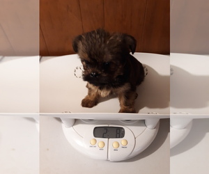 Griffonshire Puppy for sale in TALBOTT, TN, USA