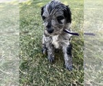 Small Photo #16 Bernedoodle Puppy For Sale in GILBERT, AZ, USA