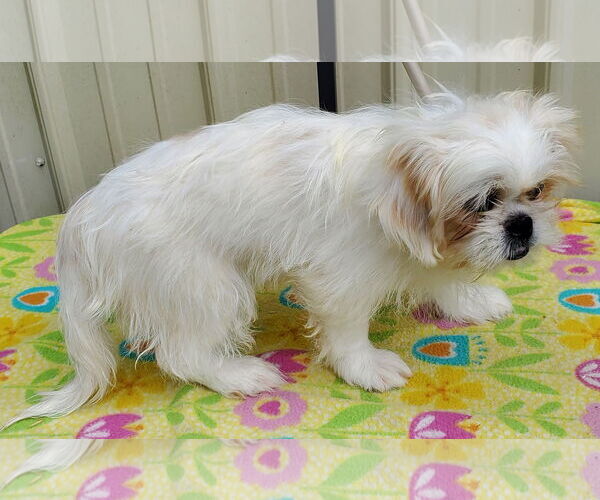 Medium Photo #4 Pekingese Puppy For Sale in Mountain View, MO, USA