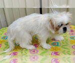 Small #3 Pekingese