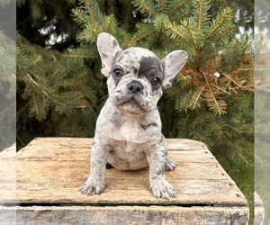 French Bulldog Puppy for sale in MIDDLEBURY, IN, USA