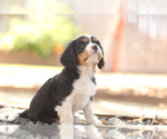 Puppy 3 Cavalier King Charles Spaniel