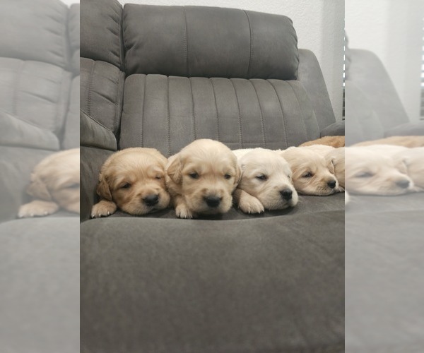 Medium Photo #2 Golden Retriever Puppy For Sale in ELVERTA, CA, USA