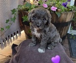Puppy Daisy Aussiedoodle