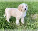 Small Photo #7 Labradoodle Puppy For Sale in CANON, GA, USA