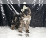 Small #3 Poodle (Toy)