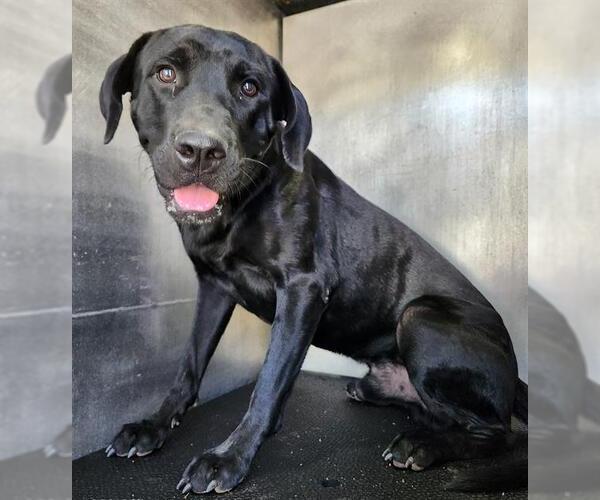 Medium Photo #1 Labrador Retriever-Unknown Mix Puppy For Sale in San Antonio, TX, USA