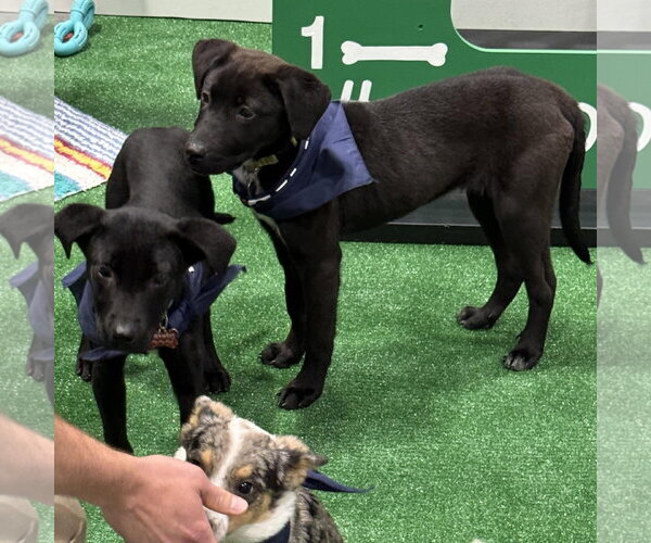 Medium Photo #5 Border Collie-Unknown Mix Puppy For Sale in Overland Park, KS, USA