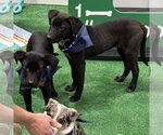Small #4 Border Collie Mix